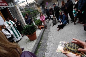 de zegening van de dieren