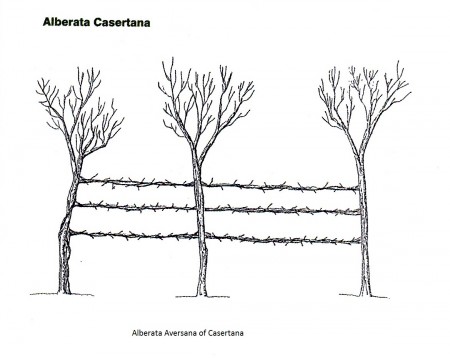 plaatje 1-geleiding druif-5_alberata casertana