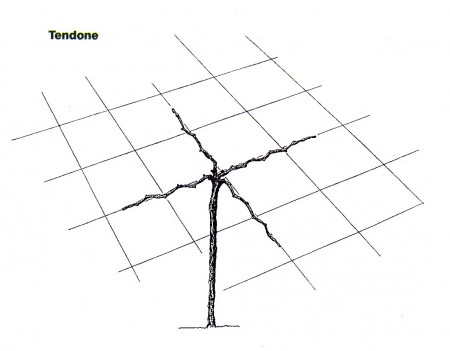 plaatje 2-geleiding druif_tendone