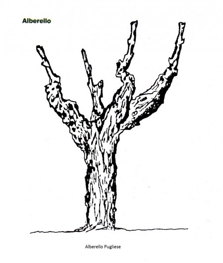 plaatje 4-geleiding druif_Alberello Pugliese