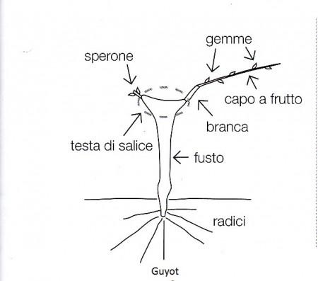 plaatje 6-preparatori-1_guyot