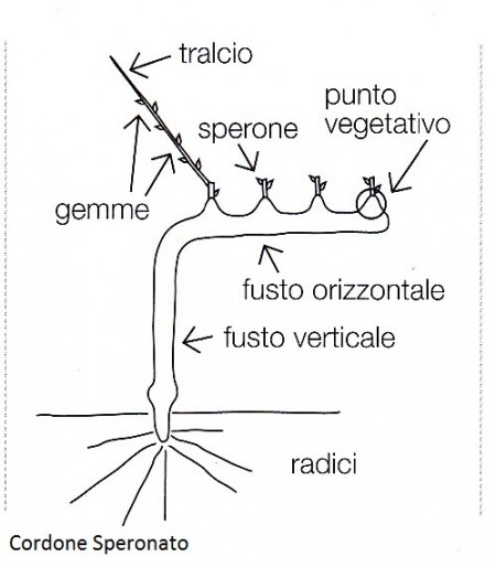 plaatje 7-preparatori-1_cordone